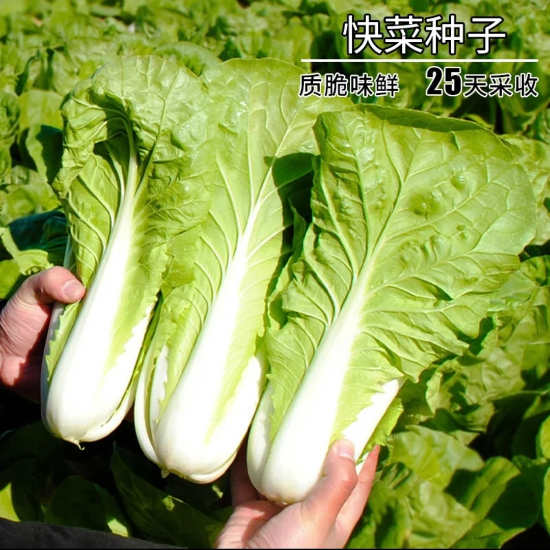 易发芽【速生快菜种子】20天速生四季青菜阳台盆栽蔬菜种子