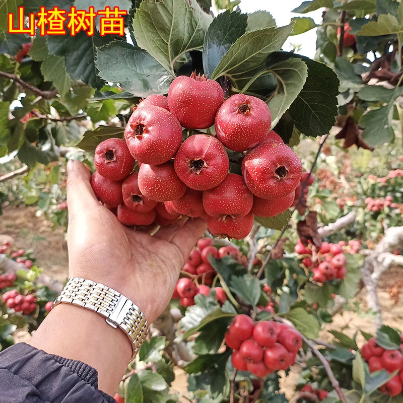 山楂树活苗嫁接盆栽地栽特大南方北方庭院种植果树当年结果山楂苗
