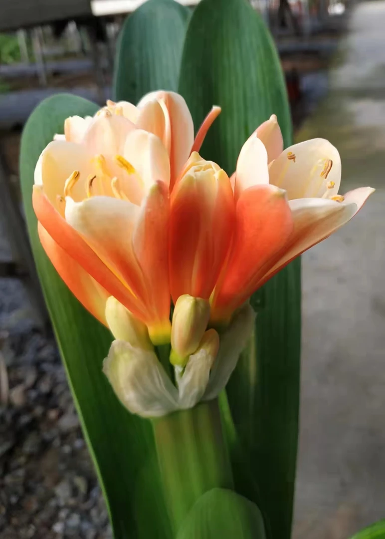 君子兰专用水肥，促进上箭，保花保果收货地址带花苞绿植盆栽室内