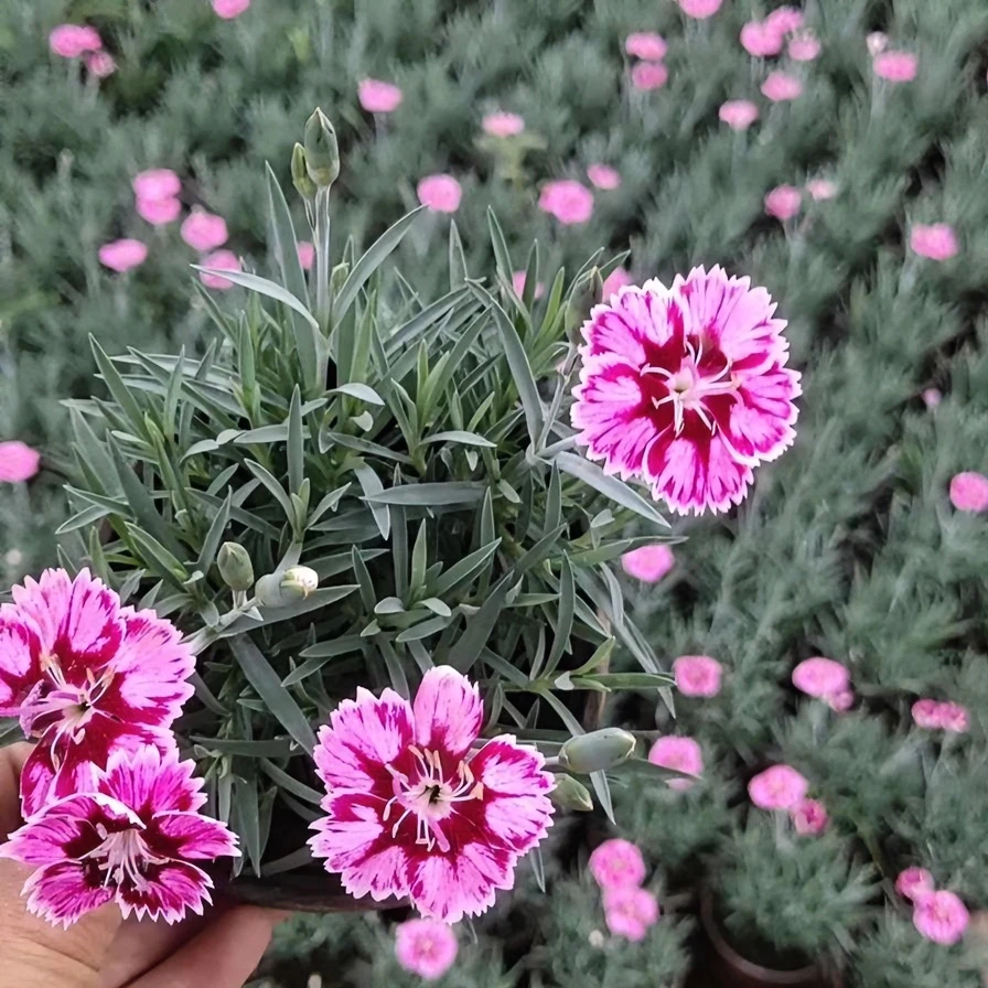 蓝灰石竹多年生耐寒耐热春季花量大美观庭院栽培趣味净化粉红色