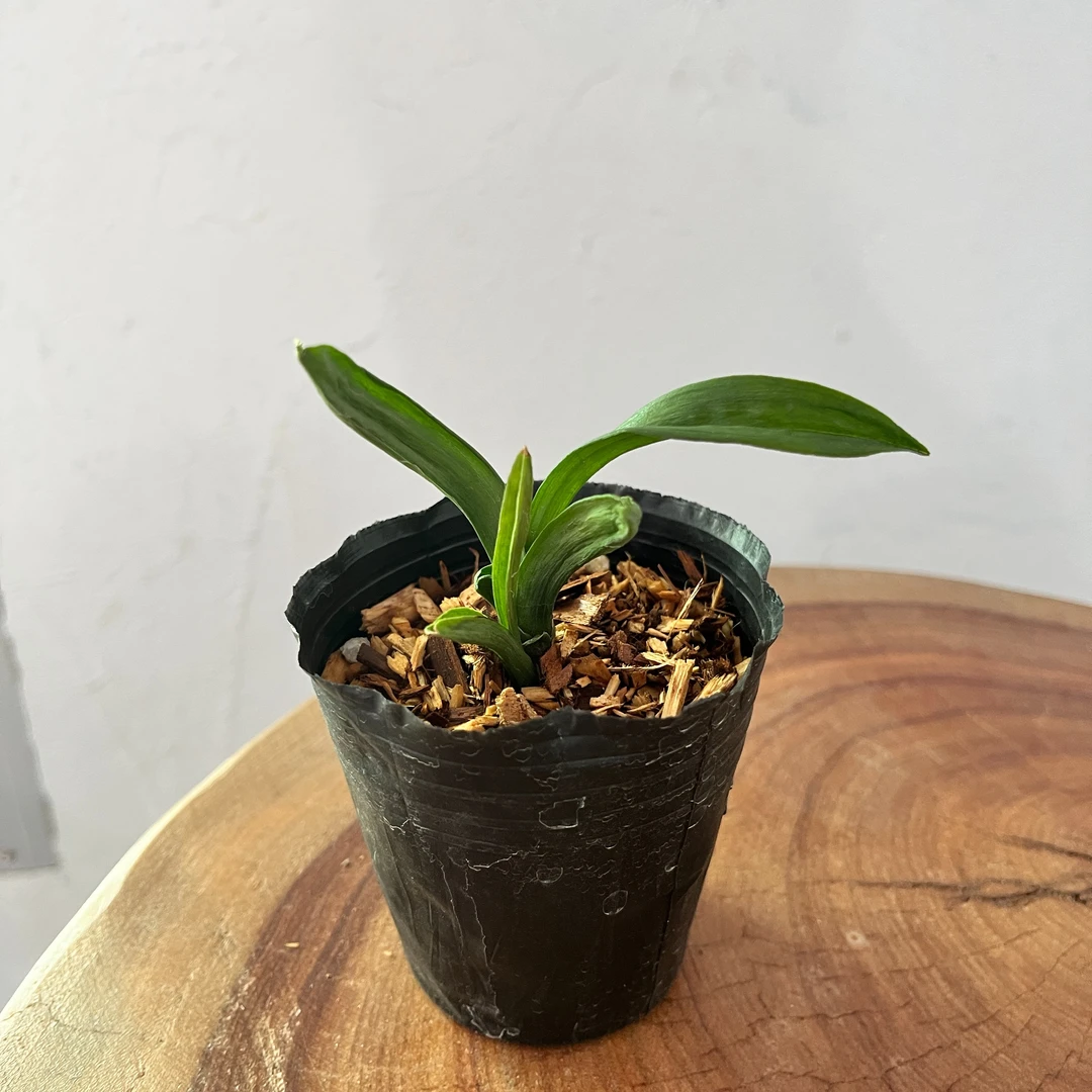 墨兰 矮种兰花珍珠龙 (花期:冬天)叶带蛤蟆皮