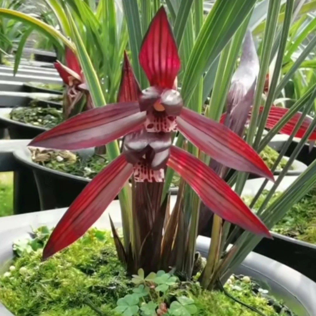 春兰板桥遗墨带花苞兰花苗浓香办公室内客厅阳台窗台盆栽绿植花卉