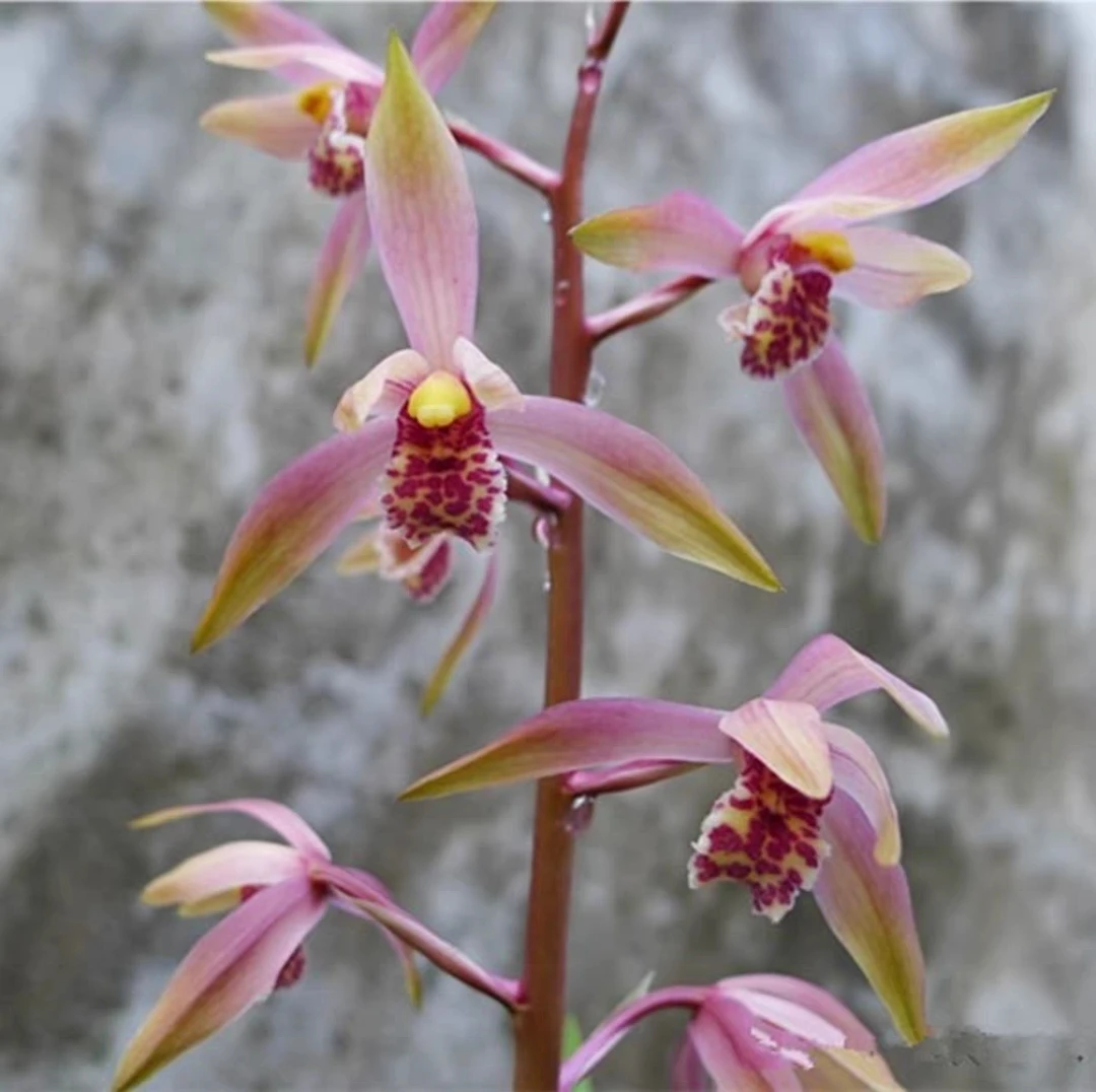 蕙兰醉霞兰花苗带花苞浓香室内办公窗台阳台书房绿植盆栽花卉