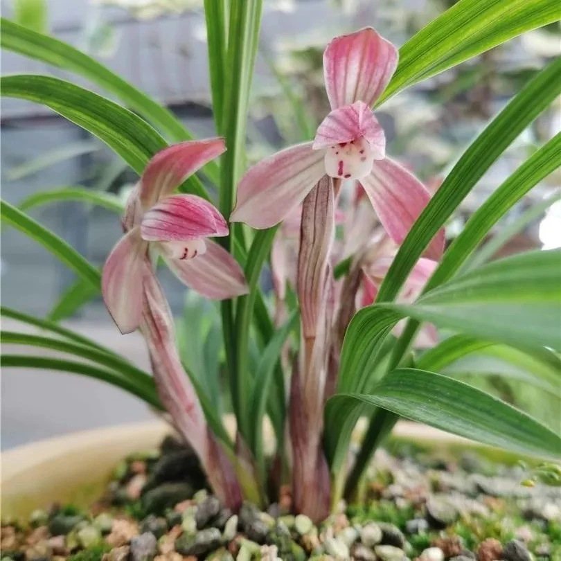 春兰中华丽荷名贵兰花苗浓香型室内办公阳台庭院绿植盆栽花卉