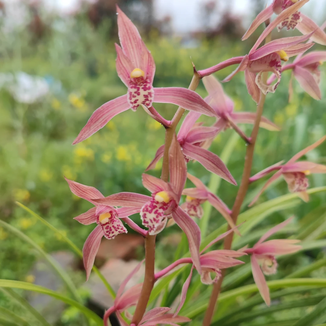 蕙兰红花新品兰花苗带花苞浓香室内办公阳台庭院绿植盆栽花卉