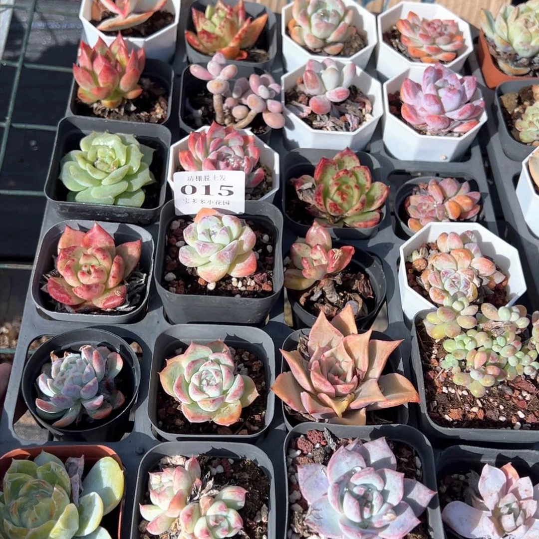 瑕疵多肉24颗脱土发不售后