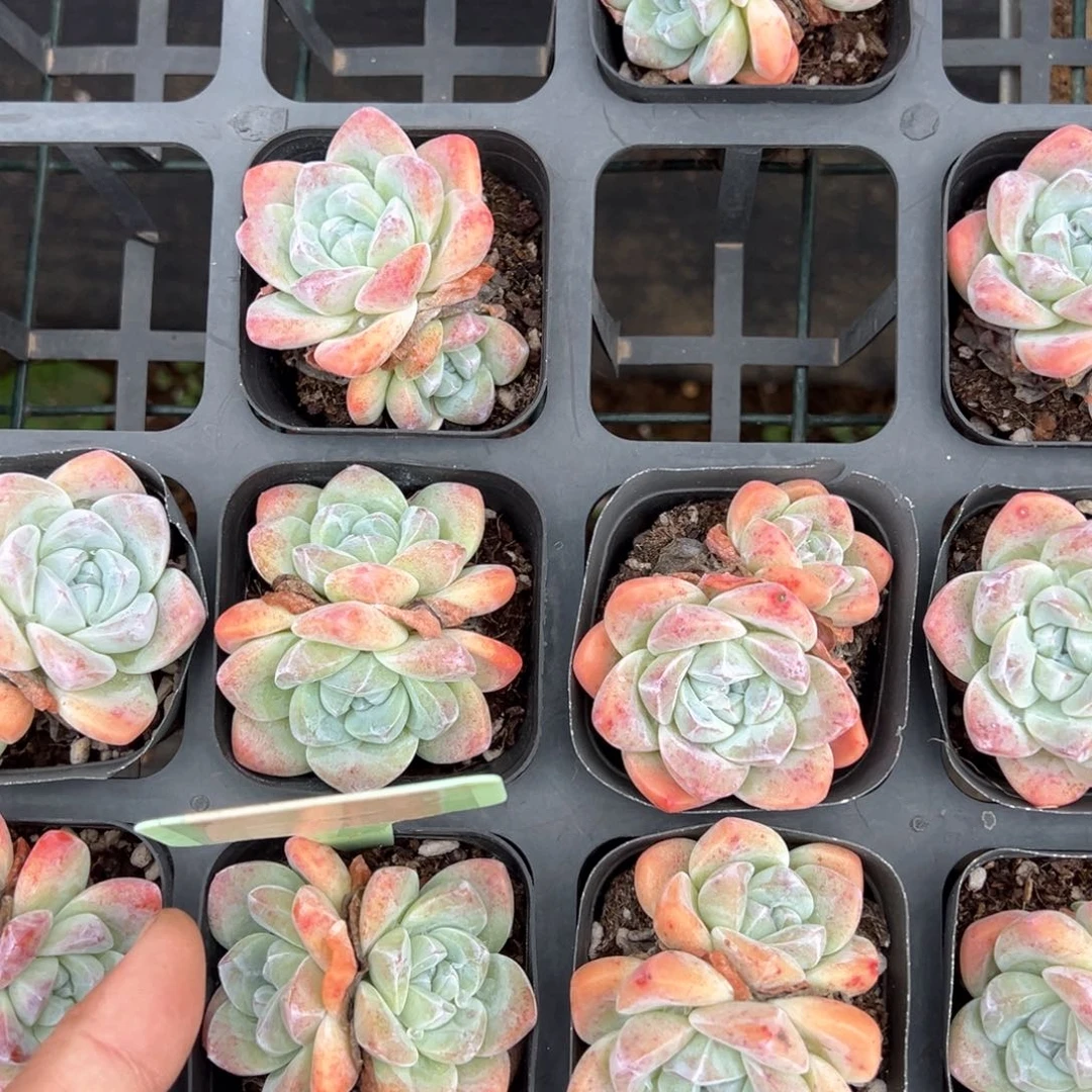 冰玉2颗量拍多肉发货退运费