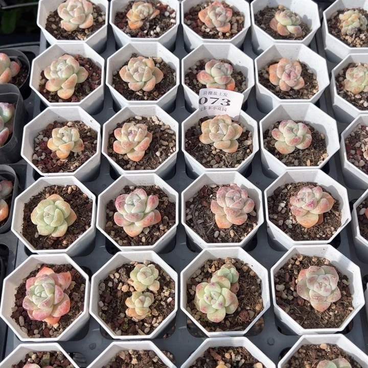 冰玉瑕疵款24颗多肉脱土发不售后