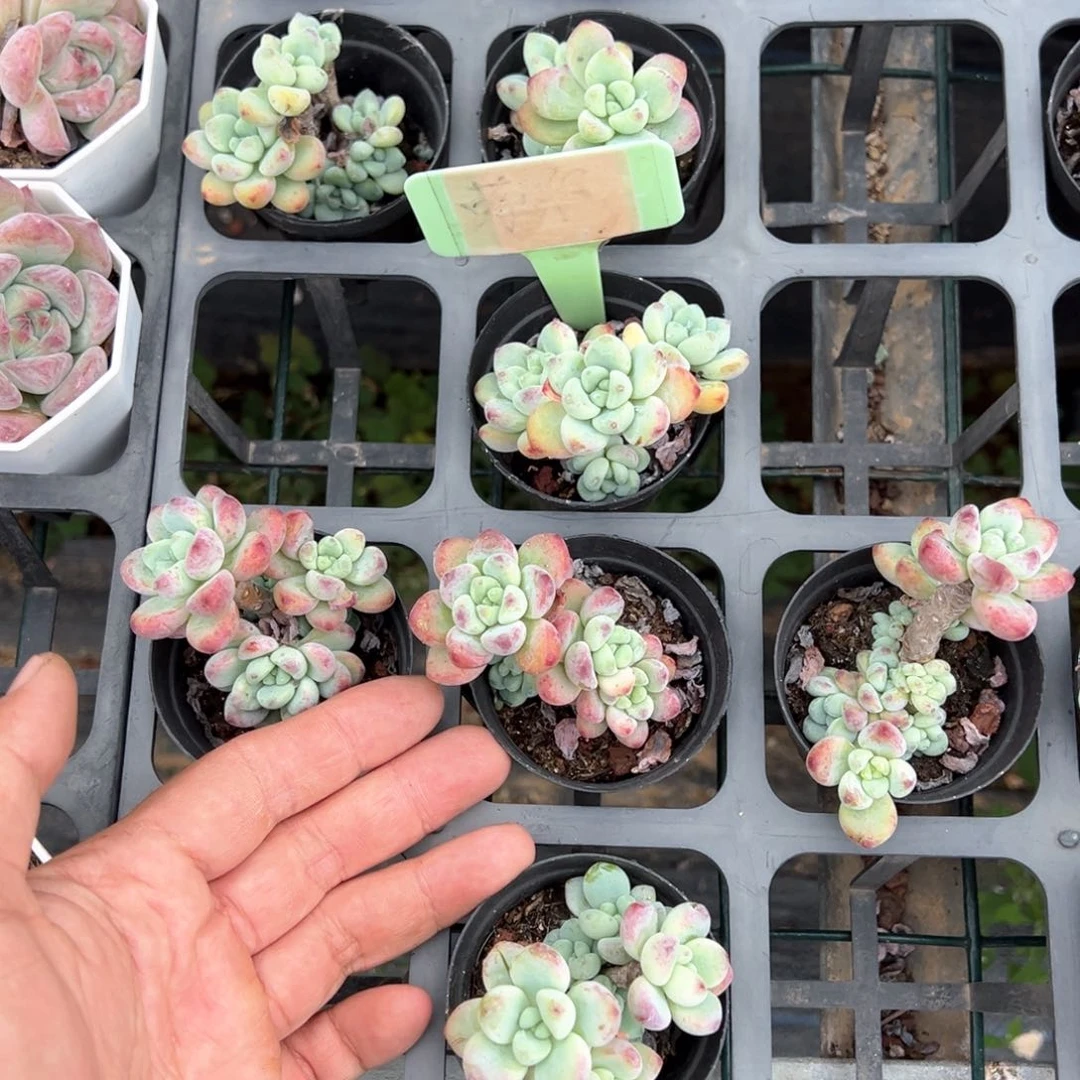 劳尔三颗微瑕疵量拍多肉发货退运费