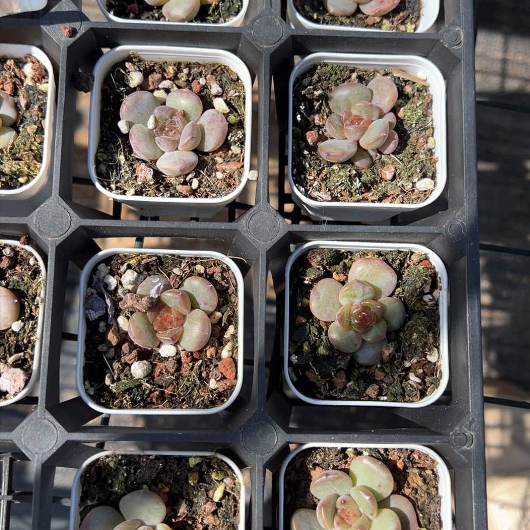 红色恋人四颗3cm量拍多肉