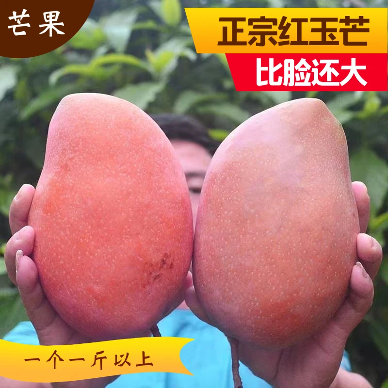 正宗越南红玉芒玉文芒红芒个头大肉厚核小香甜多汁正季批发整箱