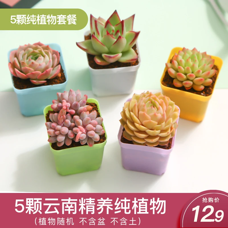 mumuhome多肉植物5颗纯植物套餐室内绿植盆栽云南直发多肉精选