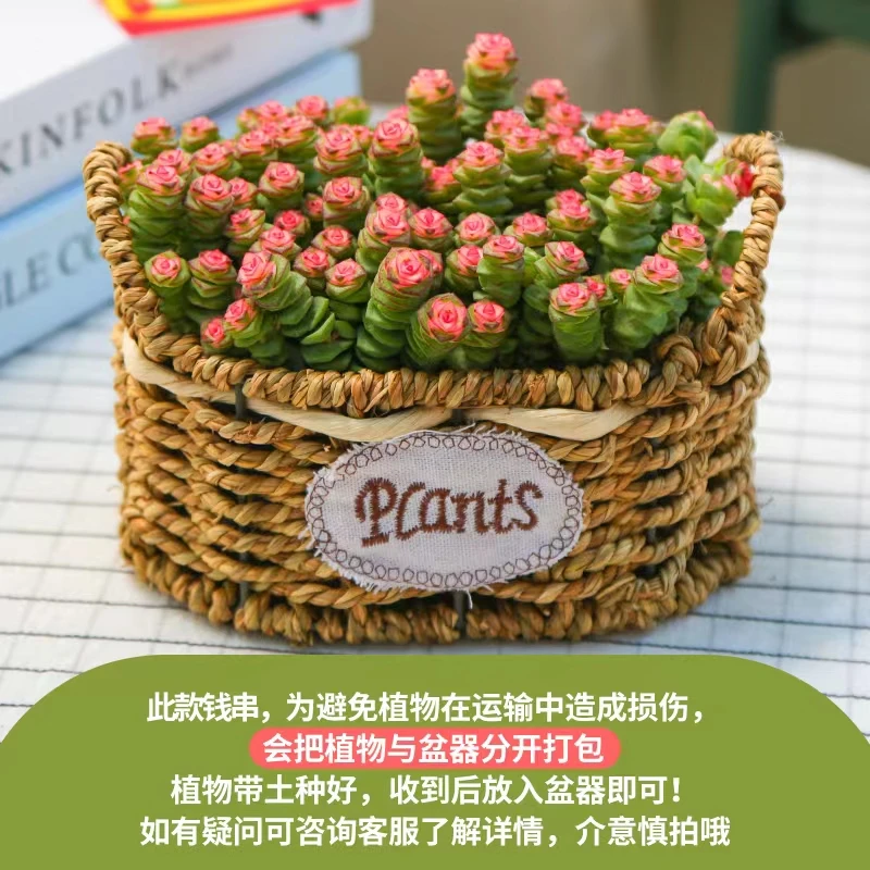 【 mumuhome 直播】钱串多肉绿植手提花篮 创意手提编织花篮