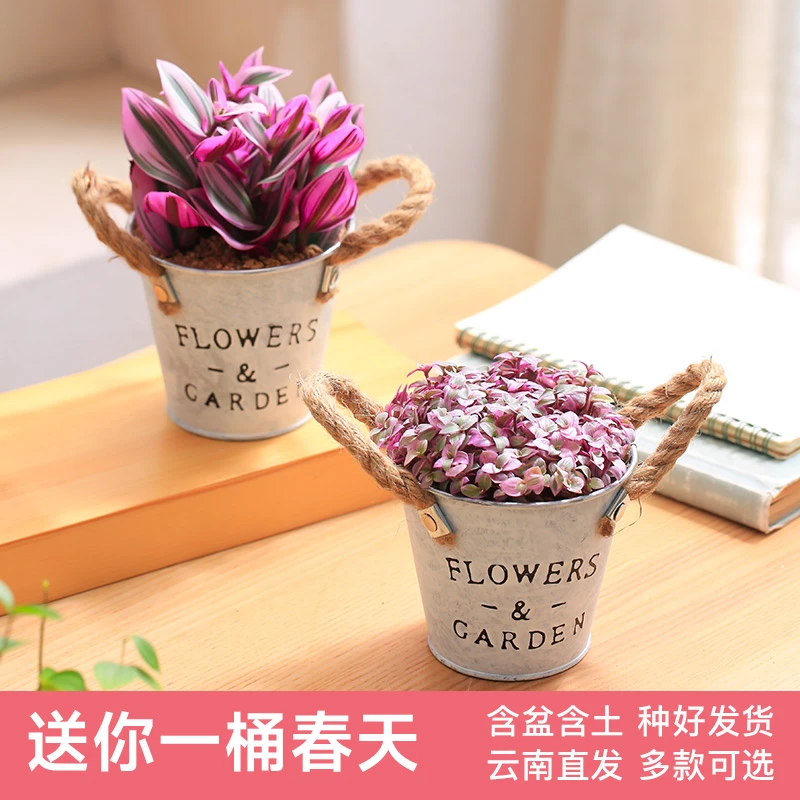 【mumuhom专享】铁桶多肉植物组合室内阳台花卉绿植云南基地种好发