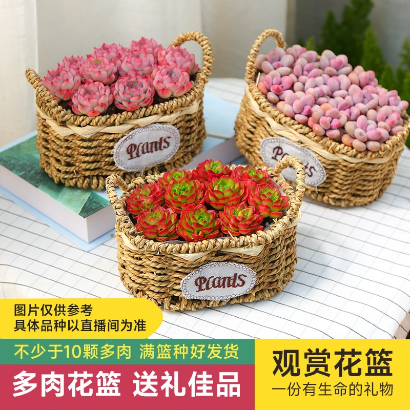 【mumuhom园艺专享】多肉手提花篮手提编织小花篮 种好发货美观精选