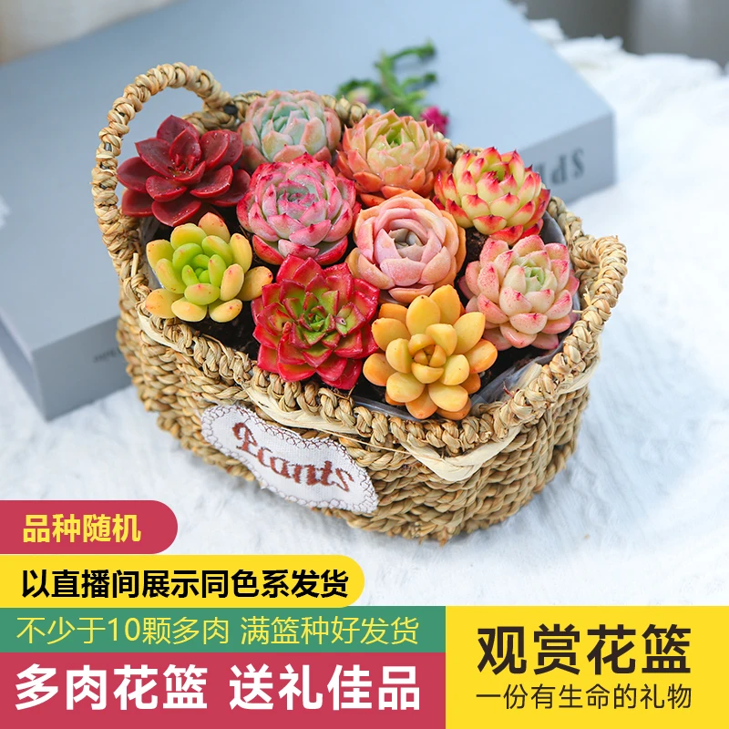 缤纷款多肉植物情人节礼物观赏花篮带花篮种好发货云南基地直发DR
