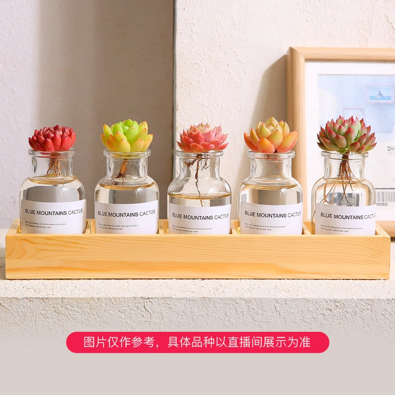 【MuMuHome 直播】5颗水培套餐带托架多肉植物绿植小盆栽室内