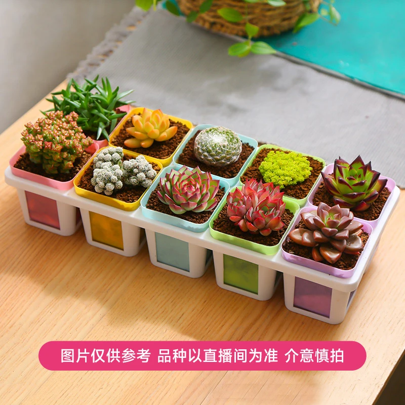 【mumuhome直播专享】拍5发10优选多肉绿植十全十美多肉浪漫七夕礼