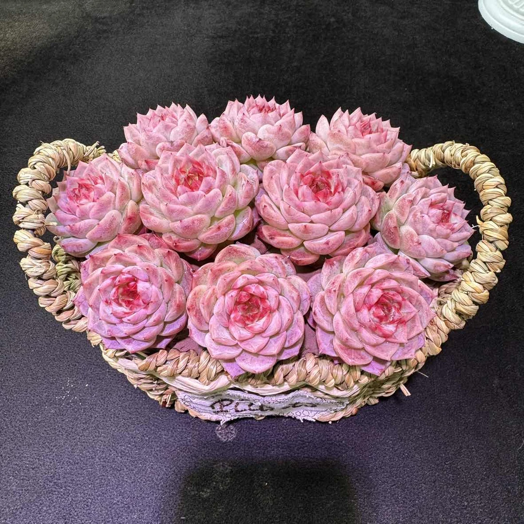 【直播专享】多肉植物天鹅绒礼物观赏花篮带花篮种好发货云南基地