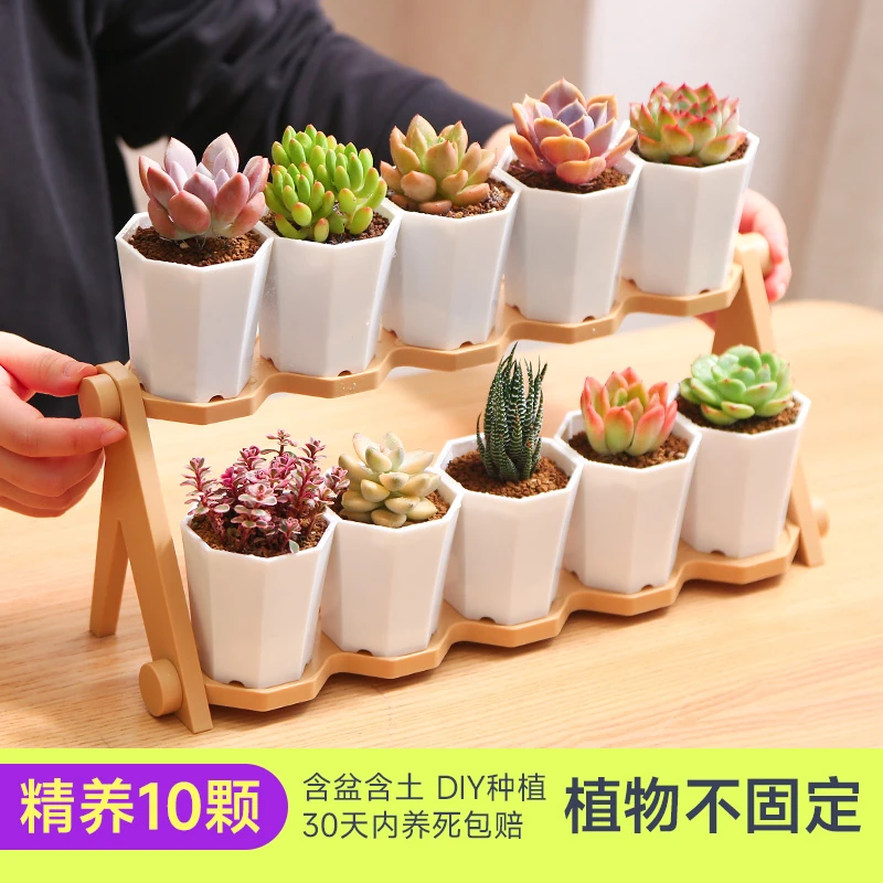 【mumuhome直播专享】高端10颗多肉绿植新八角双层套餐 浪漫七夕礼