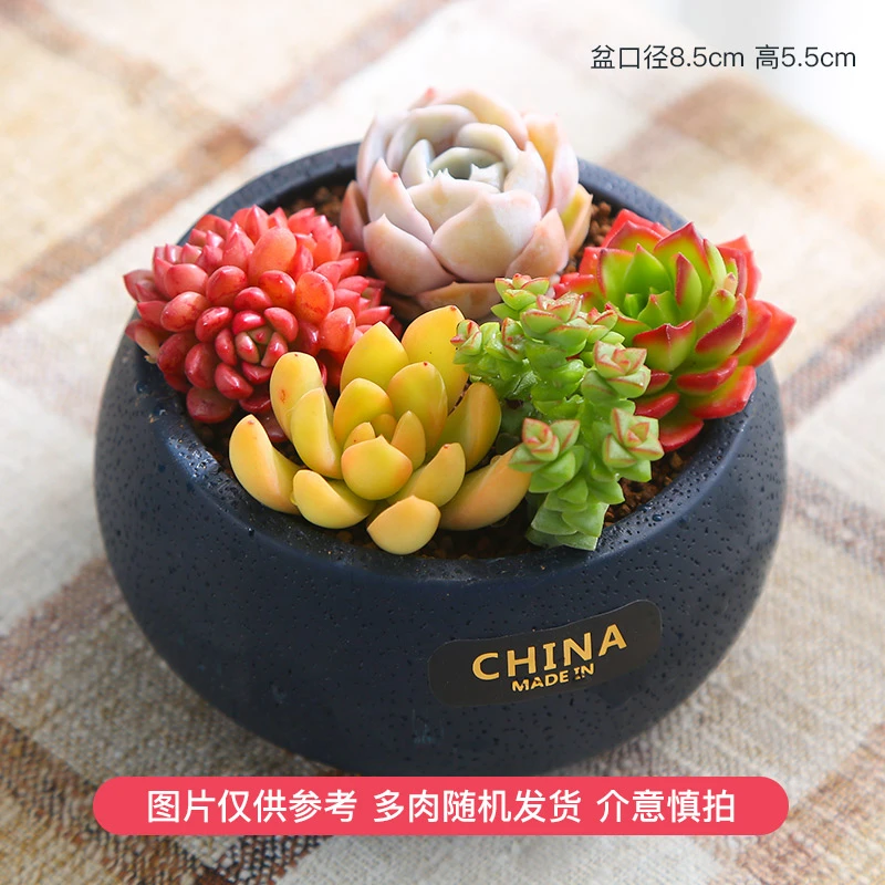 mumuhome多肉植物小扁圆水泥盆套餐花含多肉植物花盆营养土办公室
