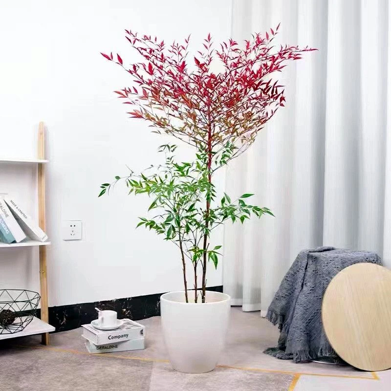 火焰南天竹大型耐寒室外植物老桩盆栽庭院北方耐寒客厅南天竹水培