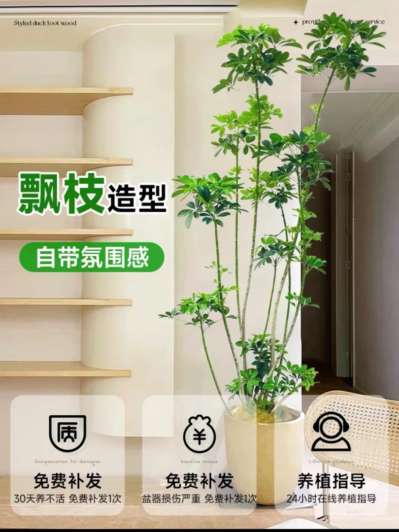 造型鸭脚木盆栽室内吸甲醛客厅落地绿植好养活四季常青网红真绿植