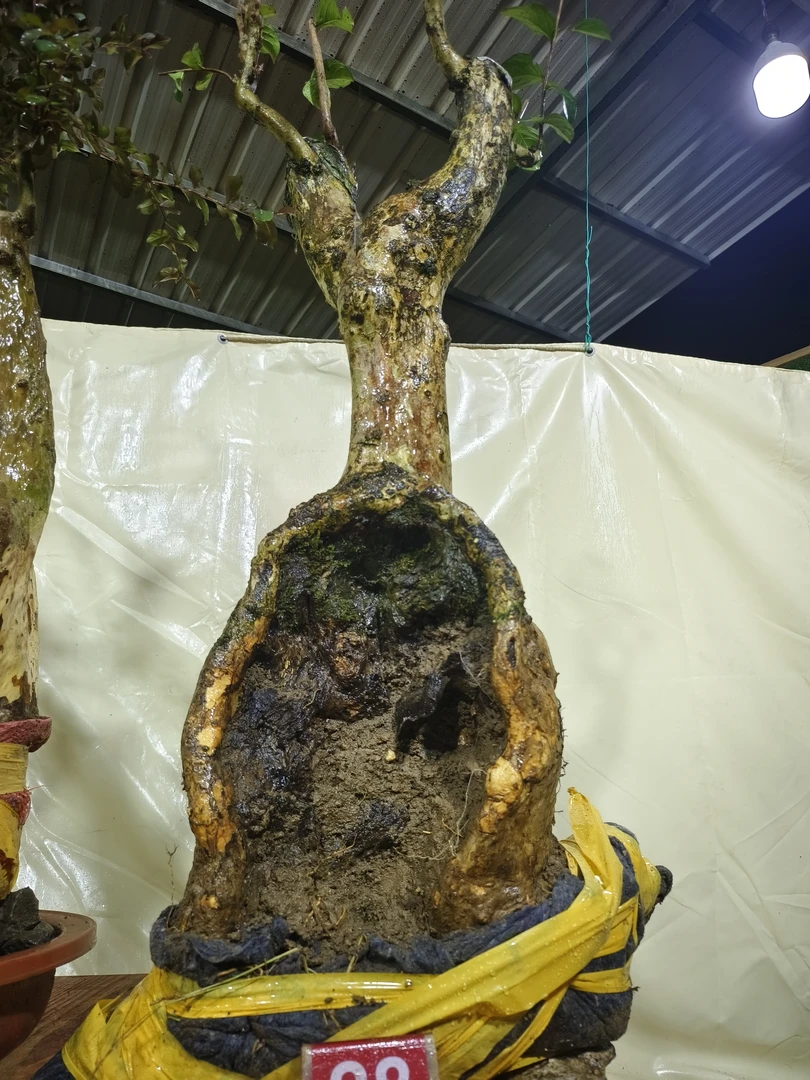 紫薇盆景，盆艺精选