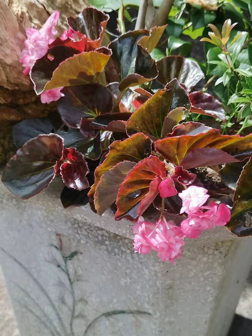 云南大山里的花花草草