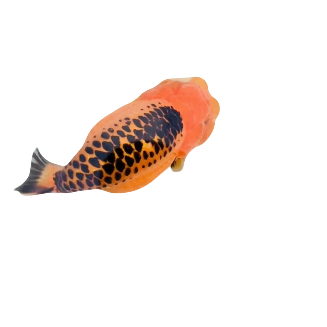 阿拉潘兰寿金鱼鱼场直发的可爱兰寿