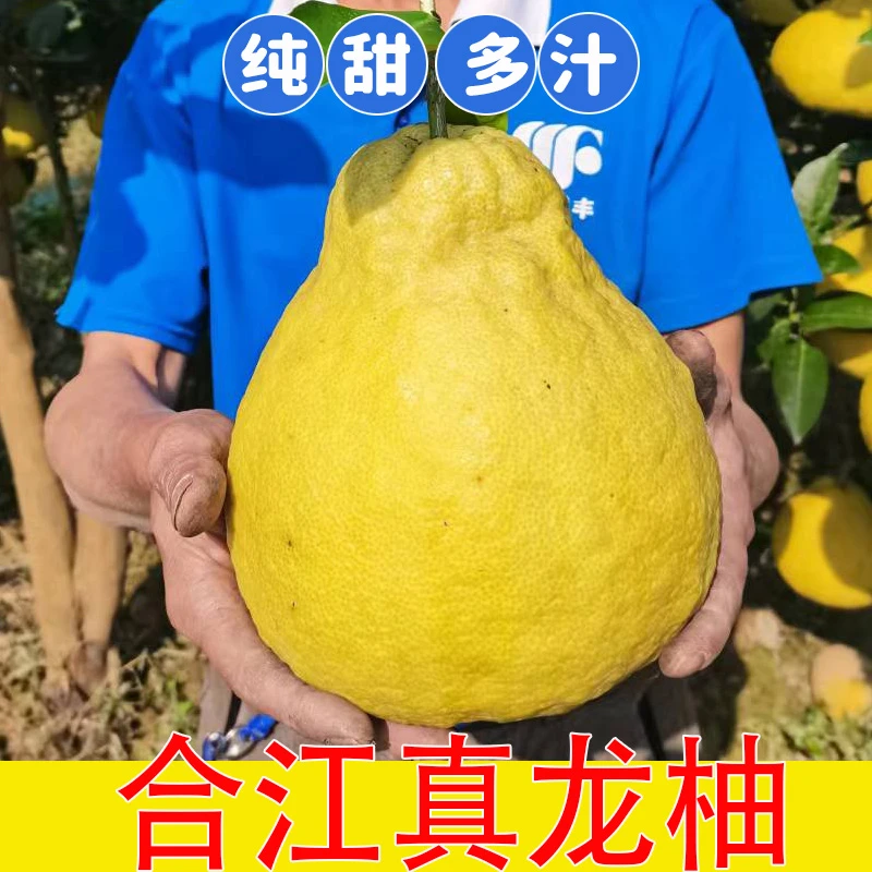 25年新鲜合江真龙柚纯甜柚子四川泸州特产柚子白心柚沙田柚