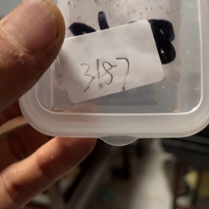 3187珍妮种子20粒+