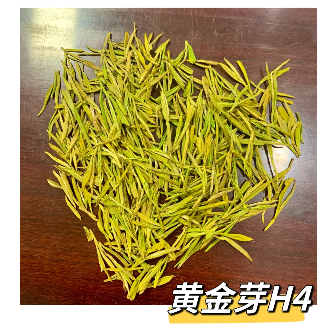 【中黄一号】2025年头采小芽黄金芽H4款栗香奶香回甘醇厚耐泡