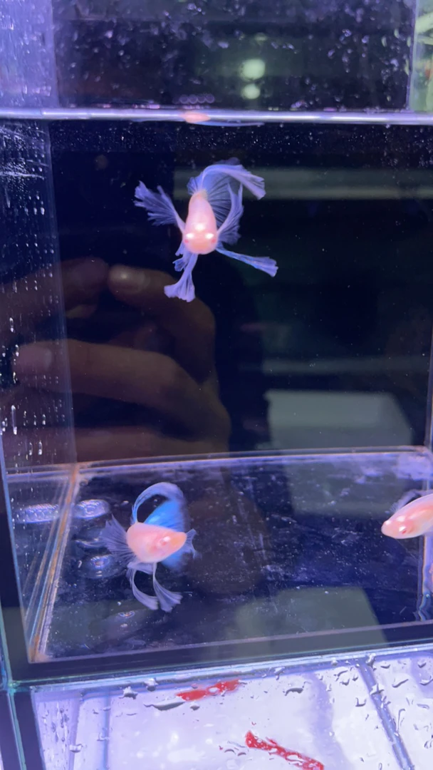 天空蓝绣球孔雀鱼一对入缸不赔付