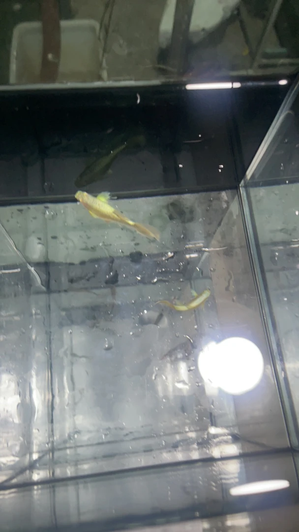 满鳞黄金孔雀鱼1对入缸不赔付