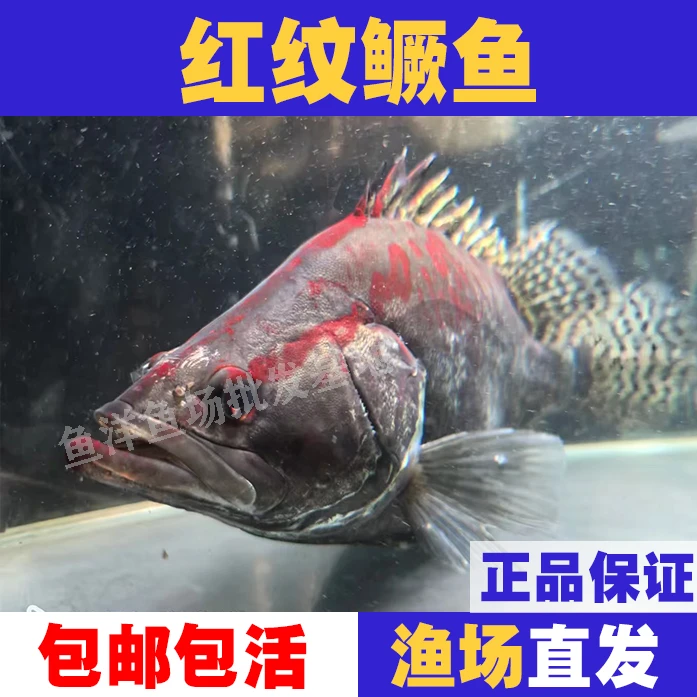 红纹鳜鱼桂花鱼鳜鱼观赏鱼淡水冷水鱼自然发红正宗批发包邮