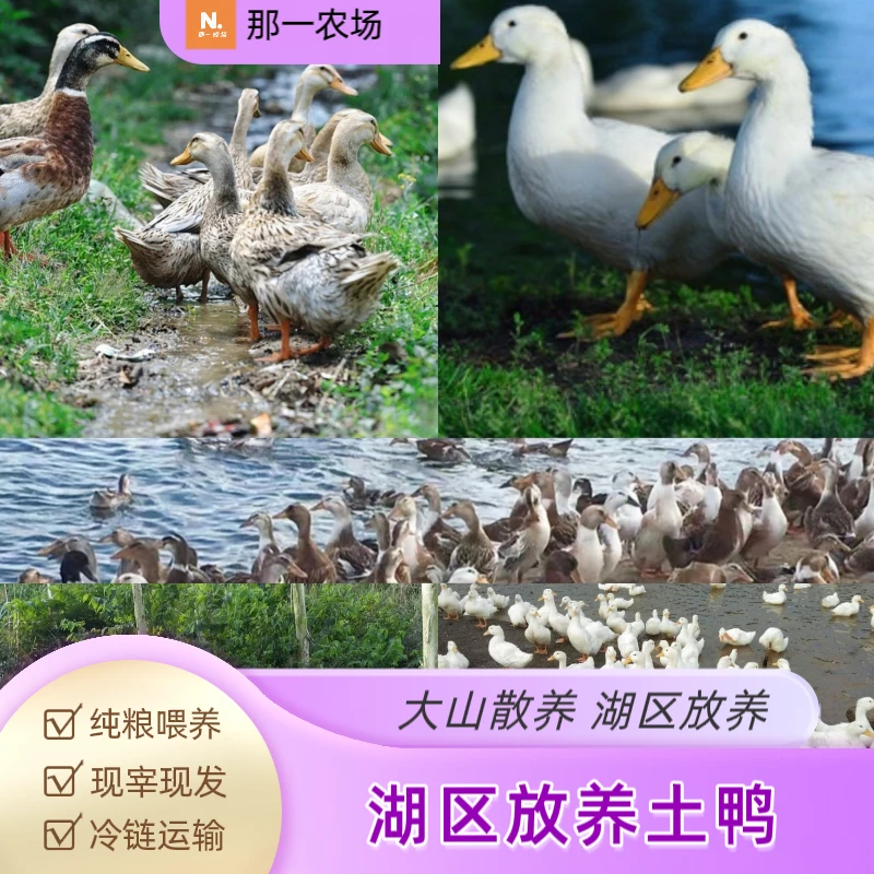 土鸭 原生态湖区放养 肉质紧实 味道鲜美 营养健康 真空冷链运输