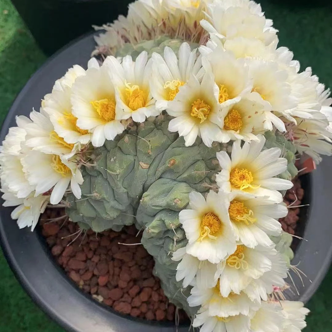 雲姐掌中宝花卉按需拍链接实际以直播间主播讲解为主哦