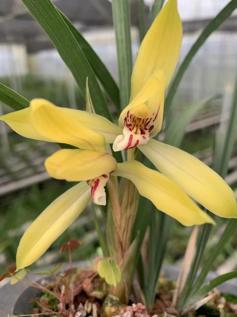 春兰金鸡黄、浓香型