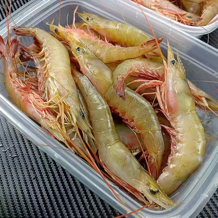 淼淼海鲜 广东码头海捕天然沙虾麻虾.(13-15头/盒）新鲜活冻