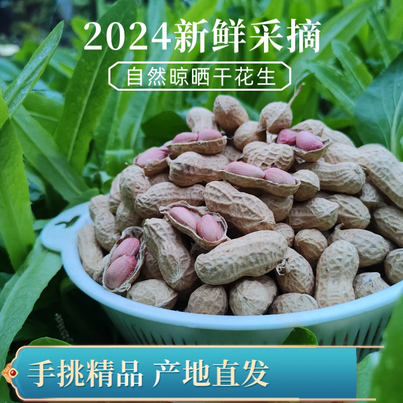 【新干花生】2025自然晾晒带壳大颗粒干花生沙地生花生可吃可种直发