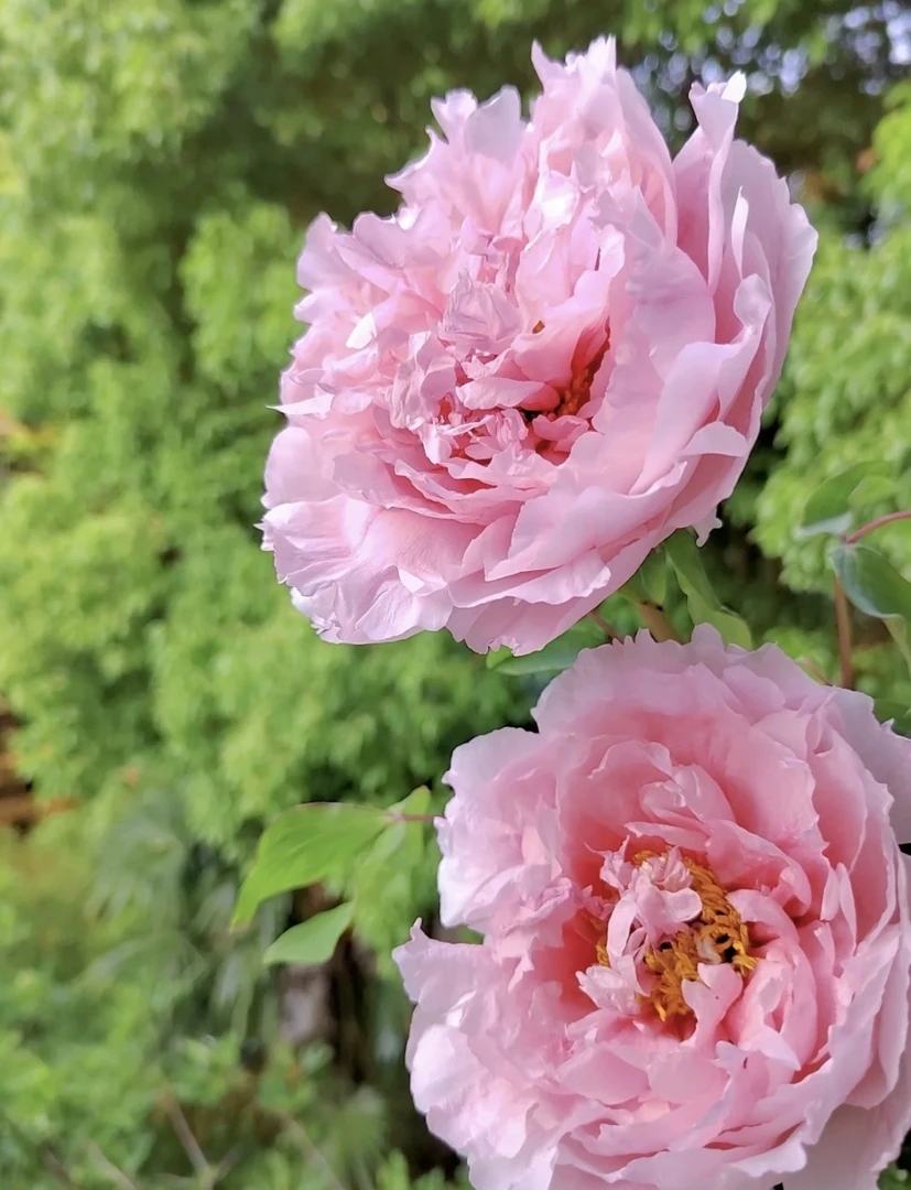【肉芙蓉】6加仑大盆老桩6年以上盆栽牡丹原盆原土（粉色系）国内品种