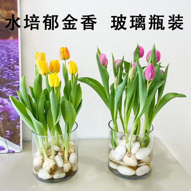 水培郁金香种球土培种子耐寒花卉秋冬开花郁金香盆栽植物花苗水养