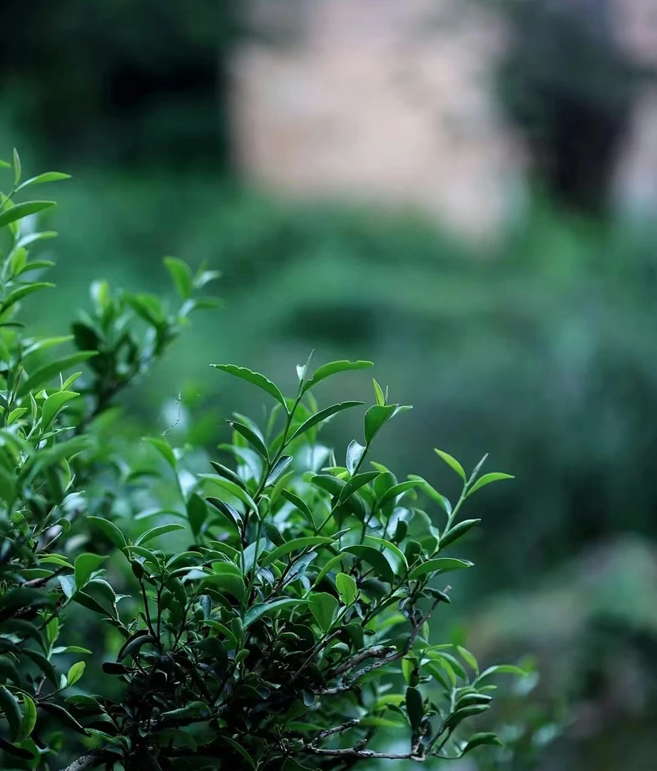 马头岩肉桂8.6g武夷岩茶