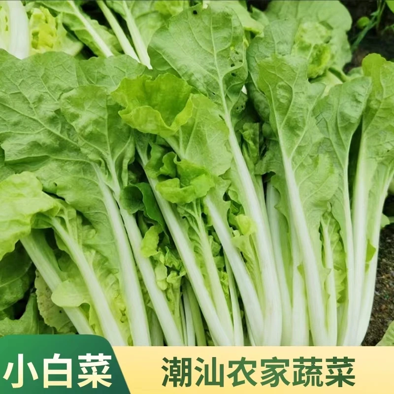 优信潮蔬【新鲜小白菜/省内京东包邮】现摘现发净重3斤潮汕本地菜