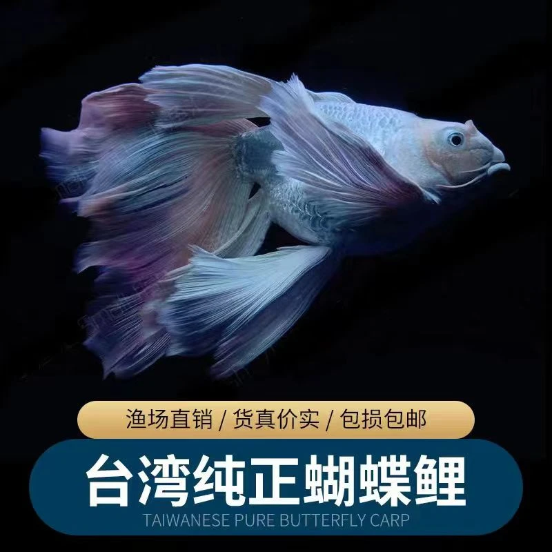 台湾狮子头蝴蝶鲤大七鳍石膏白圆手鳍5-6CM