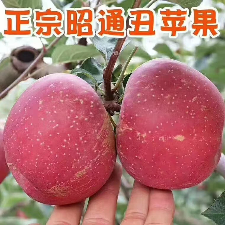 正宗云南昭通苹果冰糖心红富士苹果脆甜多汁新鲜水果当季丑苹果