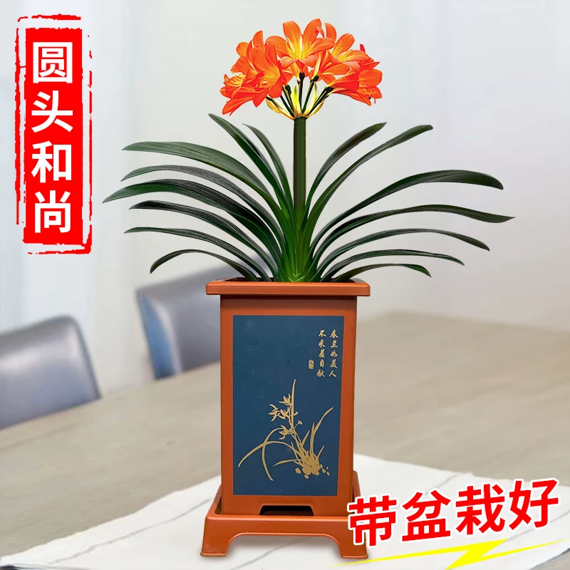 【圆头10-12叶君子兰 带盆种好】圆叶短叶 兰花盆栽 室内花卉