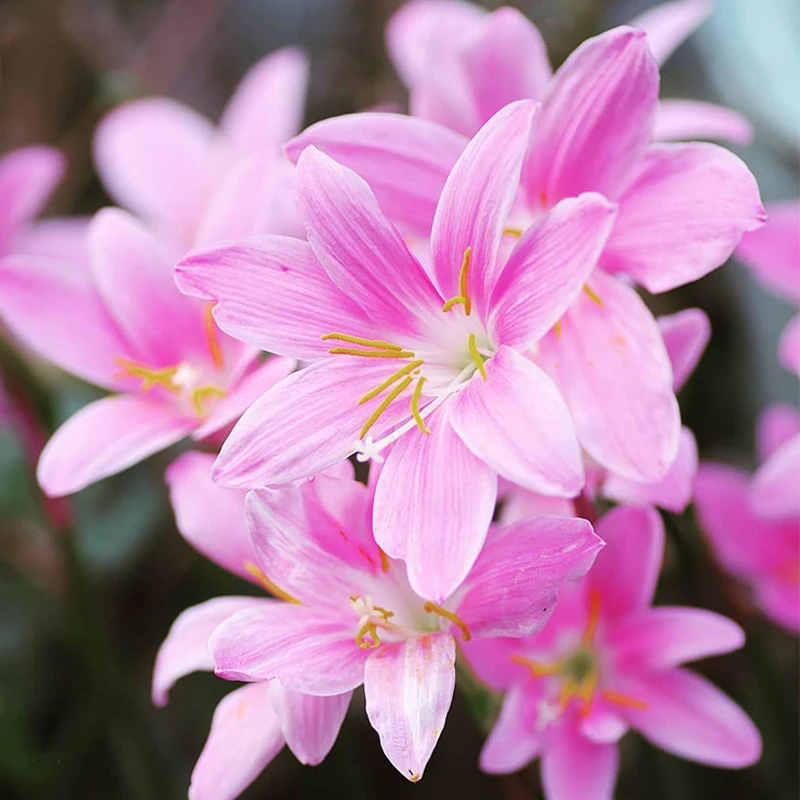 【9.9元1盒】风雨兰种球花种子 庭院阳台花卉盆栽