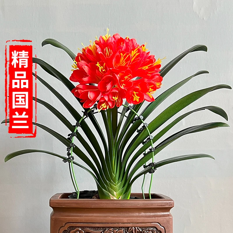 静语嫣【国兰 10-12叶君子兰 王炸福利】兰花盆栽室内花卉年年开花